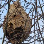 nid de frelons en dordogne