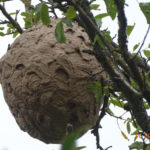 nid de frelons en aveyron